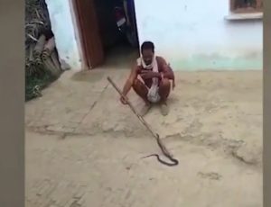Homem brinca "cutucando" cobra venenosa e o pior acontece; veja vídeo