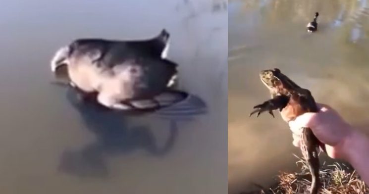 "Parece um bicho realmente guloso!", diz homem após flagrar sapo tentado engolir pato na lagoa; veja vídeo