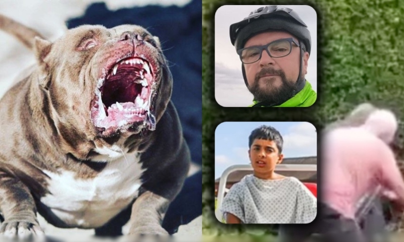 Tudo filmado: cães devor4ram homem e criança no Reino Unido; veja vídeos