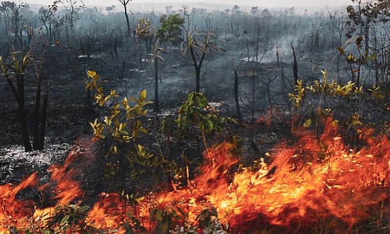 Nova lei define regras para uso do fogo em áreas rurais