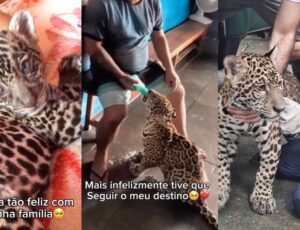 Onça "Golias" está em Manaus e família que resgatou filhote em Santo Antônio do Içá morre de saudades; veja vídeo
