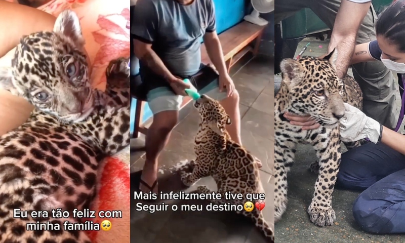 Onça "Golias" está em Manaus e família que resgatou filhote em Santo Antônio do Içá morre de saudades; veja vídeo