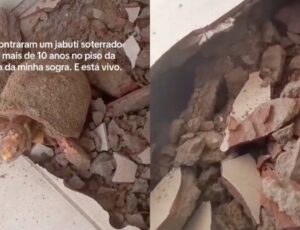 Jabuti é encontrado vivo após passar 10 anos desaparecido embaixo de piso de casa; veja vídeo