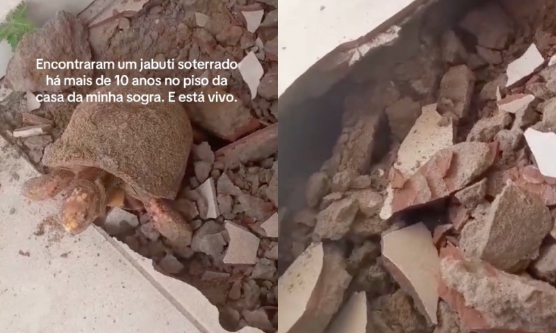 Jabuti é encontrado vivo após passar 10 anos desaparecido embaixo de piso de casa; veja vídeo