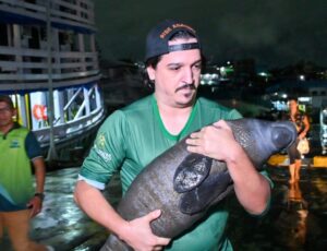 Filhote de peixe-boi resgatado em Nova Olinda do Norte é levado para o INPA, informa Ipaam e Semadetur