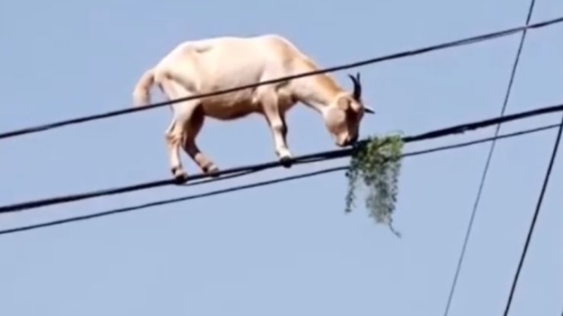 Desafiando a lógica: bode surge comendo capim em cima de fios elétricos; “ele foi fazer reparos”; veja
