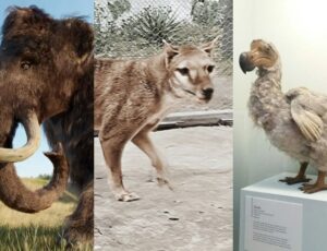 Empresa que trouxe de volta "Lobos-Terríveis" quer agora ressuscitar os Mamutes, Tigres-da-Tasmânia e Dodôs