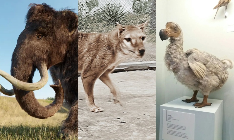 Empresa que trouxe de volta "Lobos-Terríveis" quer agora ressuscitar os Mamutes, Tigres-da-Tasmânia e Dodôs