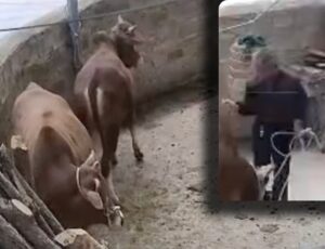 Idos0 entra em celeiro para dar comida para vacas e o pior acontece; veja vídeo