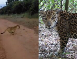 Filhote de onça invade fazenda e ataca bezerro; veja vídeo