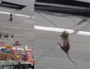 Mucura gigante é filmada se pendurado em teto de supermercado; veja vídeo