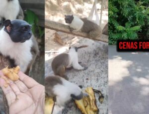 Sauins-de-Coleira estão morrendo atropelados no Tarumã e moradora clama por Corredores Ecológicos em Manaus; veja vídeo