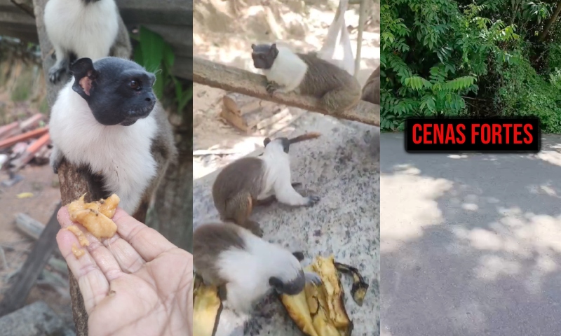 Sauins-de-Coleira estão morrendo atropelados no Tarumã e moradora clama por Corredores Ecológicos em Manaus; veja vídeo