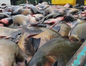 Ainda dá tempo de garantir o peixe nesta Sexta-Feira Santa em Manaus, mas prepare o bolso; veja