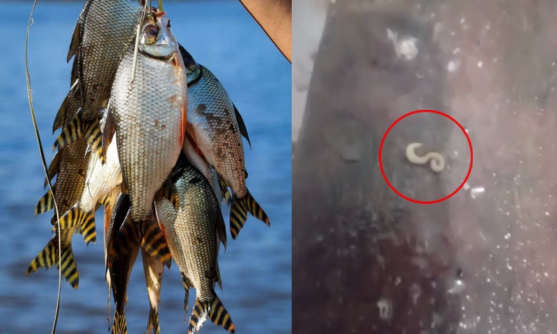 Morador de Itacoatiara faz alerta após pescar jaraqui infestado de vermes; veja vídeo