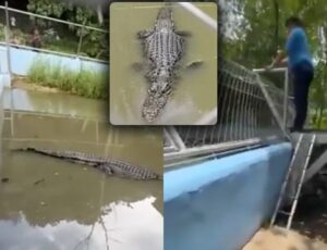 Homem é devorado por Jacaré após pular cerca de Zoológico para tirar selfie; veja vídeo