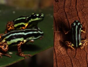 "Bonita, venenosa e fiel": cientistas descobrem nova espécie de rã no Amazonas que é "monogâmica"; veja
