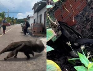 Tamanduá-bandeira chama atenção pelas ruas de Silves, no interior do Amazonas; veja vídeo
