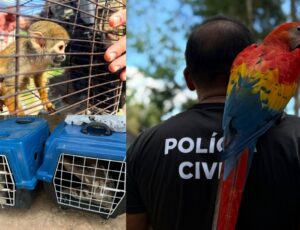 Operação Anhanguá: Polícia Civil desmonta esquema cruel de exploração de animais silvestres em Iranduba; veja vídeo