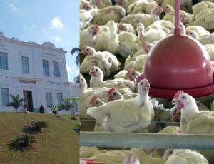 Instituto Butantan inicia testes de vacina contra gripe aviária após 1º caso em granja no RS