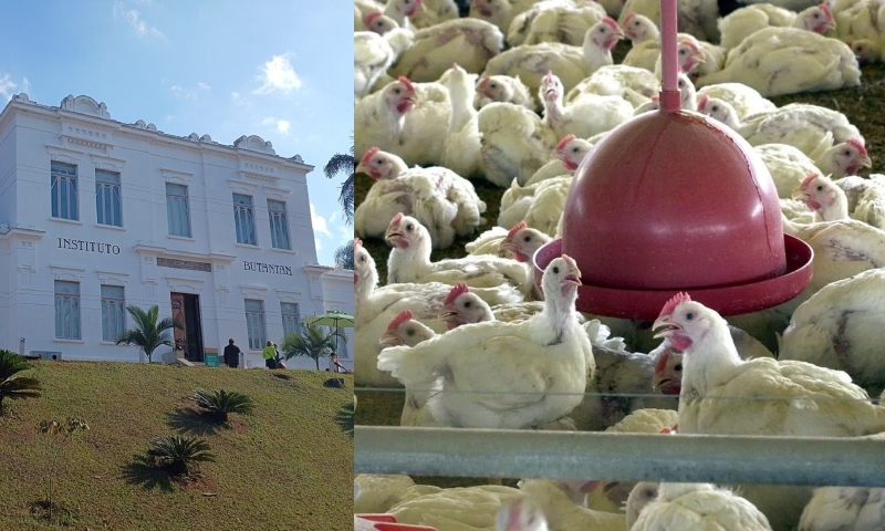 Instituto Butantan inicia testes de vacina contra gripe aviária após 1º caso em granja no RS