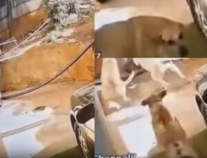 Ladrão pula muro para invadir casa e é atacado por cachorros; veja vídeo
