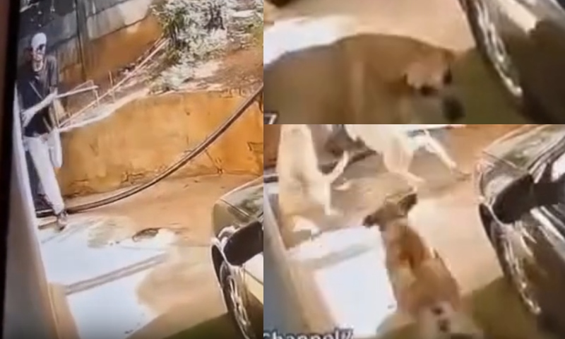 Ladrão pula muro para invadir casa e é atacado por cachorros; veja vídeo