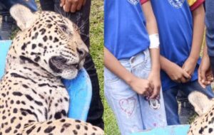 Onça é morta por caçadores perto de colégio em Tabatinga, no Amazonas; veja