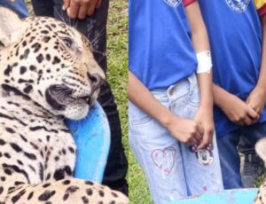 Onça é morta por caçadores perto de colégio em Tabatinga, no Amazonas; veja
