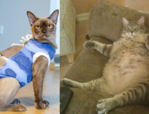 'Castração errada e ração à vontade: o caminho para acabar com as 7 vidas do seu gato', alerta veterinário