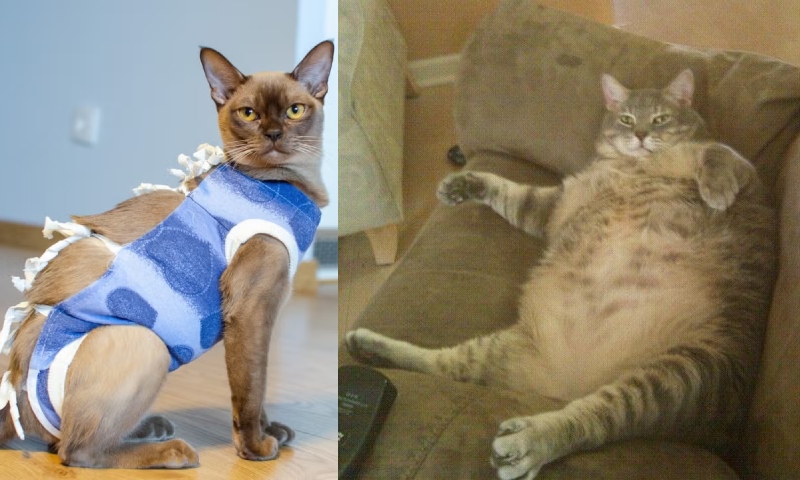 'Castração errada e ração à vontade: o caminho para acabar com as 7 vidas do seu gato', alerta veterinário