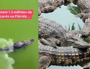 Flórida: 'Paraíso dos Turistas... e de jacarés gigantes'; conheça os répteis que dominam os EUA