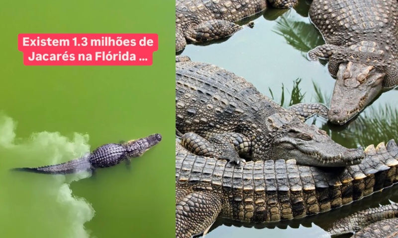 Flórida: 'Paraíso dos Turistas... e de jacarés gigantes'; conheça os répteis que dominam os EUA