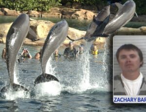 Americano é condenado por envenenar e atirar em golfinhos na frente de crianças na Flórida; veja