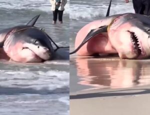 Tubarão Branco assusta banhistas após encalhar em praia na Flórida; veja vídeo