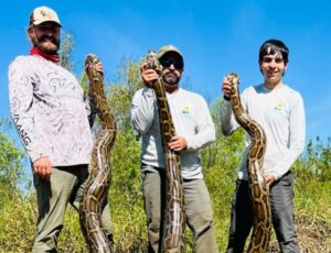 Flórida elimina 20 toneladas de pítons invasoras em esforço histórico para salvar ecossistema local