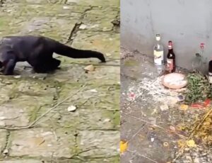Macaco é visto cambaleando após beber cachaça de oferenda; veja vídeo