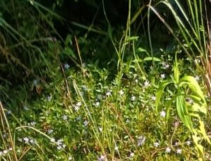 Homem é encontrado morto com sinais de tortura em ramal no Iranduba; veja