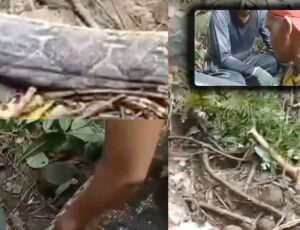 “A Sucuri comeu ela”: mulher desaparecida é encontrada dentro de cobra gigante; veja vídeo