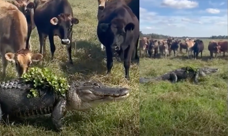 Jacaré tenta se ‘camuflar’ entre as vacas em fazenda na Flórida; veja vídeo