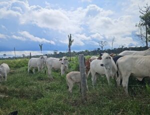 Crime ambiental e desmatamento em Tapauá: mil cabeças de gado são apreendidas no Amazonas