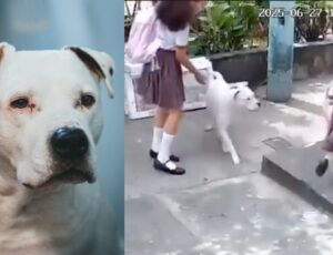 Tudo filmado: pitbull ataca menina de 4 anos que estava voltando da escola; veja vídeo