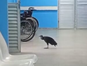 Urubu invade SPA do Colônia Antônio Aleixo e pacientes brincam: "veio se consultar"; veja vídeo