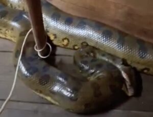 Sucuri invade casa de ribeirinho em Careiro da Várzea: "me deu um susto, essa miséria!"; veja vídeo