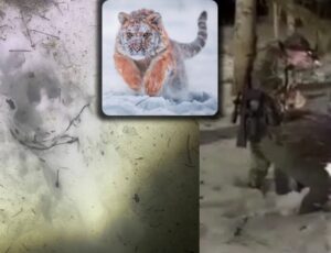 "Ele foi devorado por um tigre!": soldados russos encontram corpo de amigo desaparecido; veja vídeo