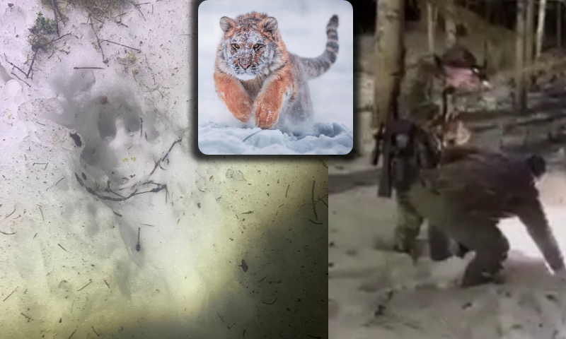 "Ele foi devorado por um tigre!": soldados russos encontram corpo de amigo desaparecido; veja vídeo