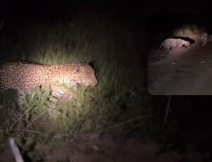 Bióloga flagra briga entre onças-pintadas no Pantanal: "chamou pro x1!"; veja vídeo