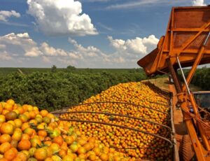 Aumento de preços e escassez: efeitos do tarifaço impactam mercado de cítricos na Flórida