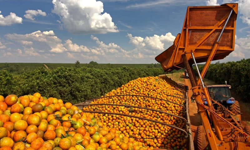 Aumento de preços e escassez: efeitos do tarifaço impactam mercado de cítricos na Flórida