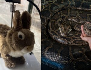 Coelhos-robôs são usados para combater cobras gigantes na Flórida; veja vídeo